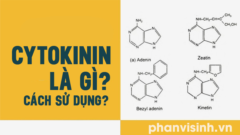 Cytokinin là gì cách sử dụng