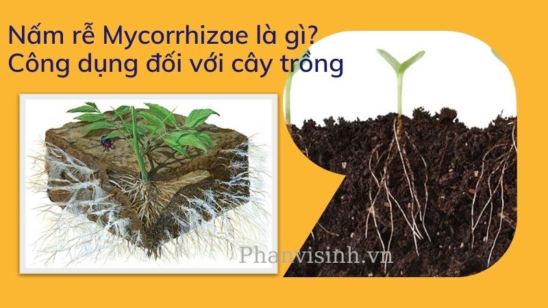 Nấm rễ Mycorrhiza là gì? Công dụng đối với cây trồng